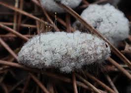 Attēlu rezultāti vaicājumam “Physarum nitens macro”