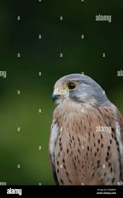 Attēlu rezultāti vaicājumam “Falco tinnunculus adult”