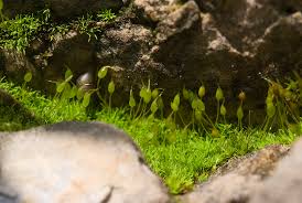 Attēlu rezultāti vaicājumam “Weissia brachycarpa”