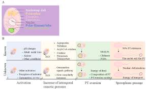 Attēlu rezultāti vaicājumam “Comatricha elegans var. microspora spores”