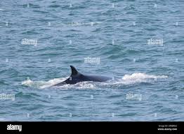 Image result for Balaenoptera acutorostrata