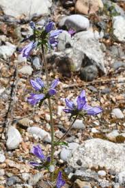 Image result for Campanula lingulata