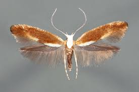 Attēlu rezultāti vaicājumam “Argyresthia albistria”