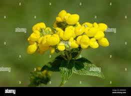 Image result for Calceolaria integrifolia