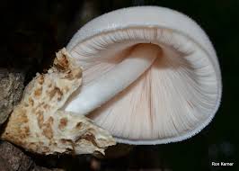 Attēlu rezultāti vaicājumam “Volvariella bombycina”