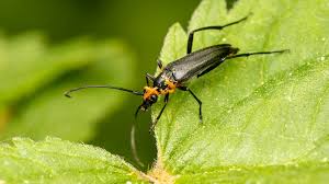 Attēlu rezultāti vaicājumam “Meloe sp. larva”