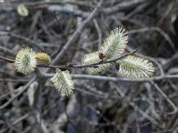 Attēlu rezultāti vaicājumam “Salix Vetrix”