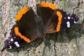 Attēlu rezultāti vaicājumam “Vanessa atalanta upperside”