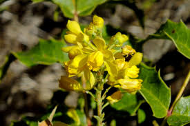 Attēlu rezultāti vaicājumam “Berberidaceae”