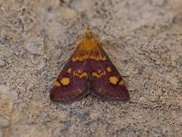 Attēlu rezultāti vaicājumam “Pyrausta aurata”