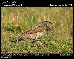 Image result for Jynx torquilla