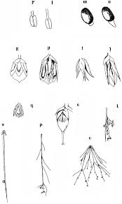 Attēlu rezultāti vaicājumam “Juncus compressus”