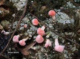 Attēlu rezultāti vaicājumam “Dibaeis baeomyces”