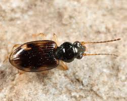 Attēlu rezultāti vaicājumam “Bembidion quadrimaculatum”