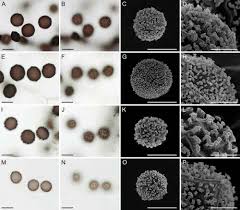 Attēlu rezultāti vaicājumam “Didymium sp.”