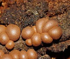 Attēlu rezultāti vaicājumam “Lycogala epidendrum s.str. macro”