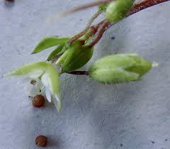 Attēlu rezultāti vaicājumam “Collaria rubens stalked”