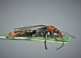 Attēlu rezultāti vaicājumam “Cantharis fusca”