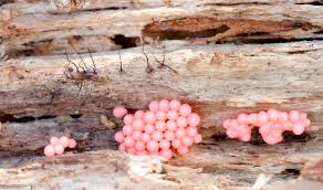 Attēlu rezultāti vaicājumam “Collaria arcyrionema young”