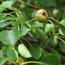 Attēlu rezultāti vaicājumam “Pyrus pyraster leaf”