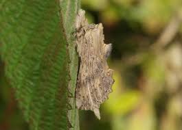 Attēlu rezultāti vaicājumam “Pterostoma palpina larva”