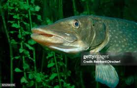 Image result for Esox lucius