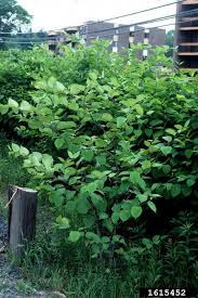 Attēlu rezultāti vaicājumam “Reynoutria japonica”