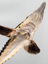 Image result for Acipenser fulvescens