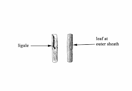 Attēlu rezultāti vaicājumam “Carex chordorhiza”