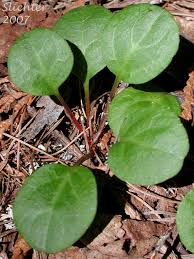 Attēlu rezultāti vaicājumam “Pyrola chlorantha”