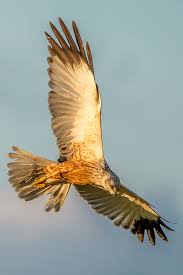 Attēlu rezultāti vaicājumam “Circus aeruginosus”