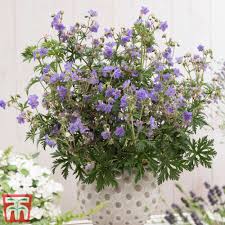 Image result for Geranium `Summer Skies`