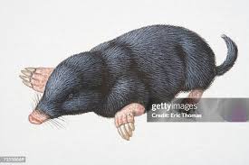 Attēlu rezultāti vaicājumam “Talpa europaea”