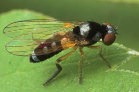 Attēlu rezultāti vaicājumam “Agathomyia wankowiczii”