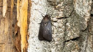 Attēlu rezultāti vaicājumam “Amphipyra livida”