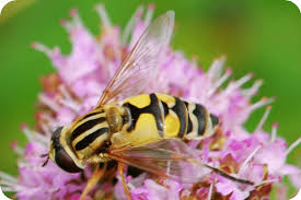 Attēlu rezultāti vaicājumam “Helophilus sp.”