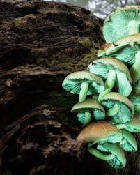 Attēlu rezultāti vaicājumam “Hypholoma sp.”