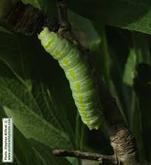 Attēlu rezultāti vaicājumam “Diloba caeruleocephala larva”