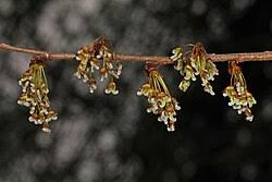Attēlu rezultāti vaicājumam “Ulmus laevis flower”