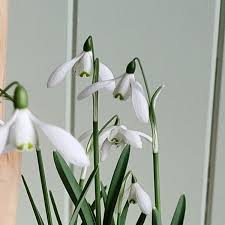Attēlu rezultāti vaicājumam “Galanthus nivalis”