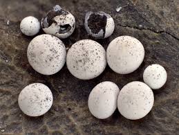 Attēlu rezultāti vaicājumam “Diderma testaceum sessile”