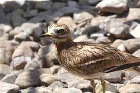 Image result for Burhinus oedicnemus