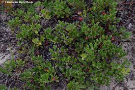 Attēlu rezultāti vaicājumam “Exobasidium uvae-ursi”