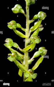 Attēlu rezultāti vaicājumam “Listera ovata bud”