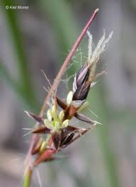 Attēlu rezultāti vaicājumam “Luzula multiflora”