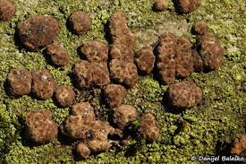 Attēlu rezultāti vaicājumam “Hypoxylon fuscum”