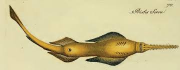 Image result for Pristis pristis