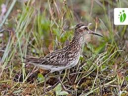 Attēlu rezultāti vaicājumam “Calidris falcinellus”
