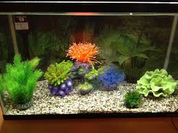 Image result for 出目金