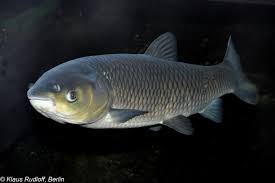 Image result for Ctenopharyngodon idella